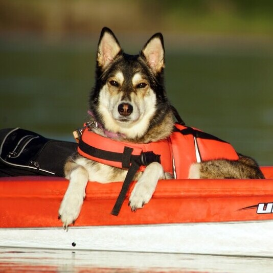 dog on a boat with a life vest
