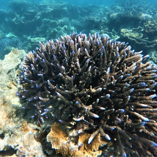 coral reef